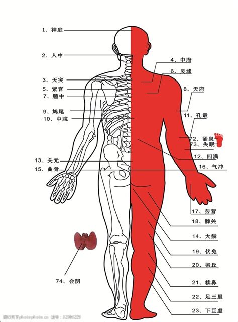 人中部 部位|いまさら聞けない？！人の体の構造（人体解剖学超入門） – 医療。